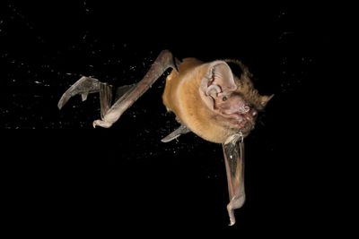 Tiny backpacks worn by bats revealed a shocking secret