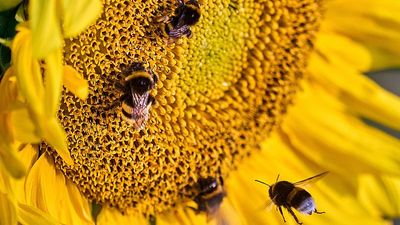 Well-managed solar farms could help boost declining bumblebee populations in the UK, new study finds