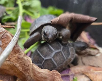 Baby giant tortoises thrive in Seychelles after first successful artificial incubation