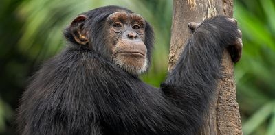 Why do so many female animals live longer than males? New research