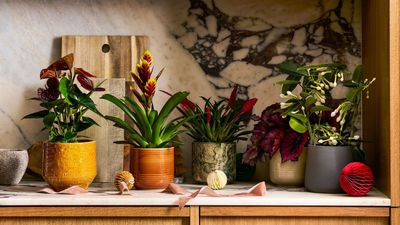 9 Christmas Plants That Make Great Gifts (and When to Start Growing Them Yourself in Time for the Festive Season)