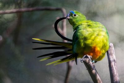 Orange-bellied parrots have swelled back from imminent extinction – but now they face a new threat