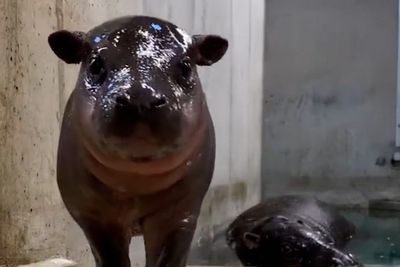 Hugo the feisty baby pygmy hippo chases bubbles and mom in adorable viral clips