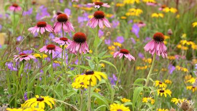 Pollinator strips are on our wish list for a wildlife-friendly garden in 2026 – landscaping experts share tips on how to create an intentional wild space