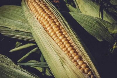 Corn Posting Midday Losses on Friday