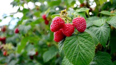 How to winterize raspberries in 5 easy steps – plus the exact kit you need for great harvests of fruit year after year
