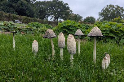 Garden experts embrace fungi as weather conditions encourage autumn bonanza