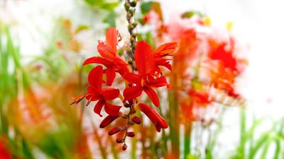 Take a seriously alternative approach to flower photography with a leaf blower!