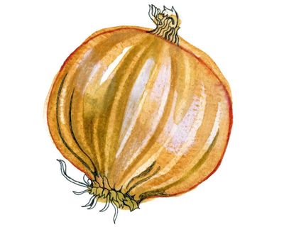 Why do onions have layers and do sharks swim in groups? The kids’ quiz