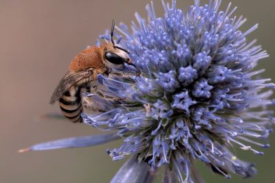 Conservationists warn bees and butterflies are at risk of disappearing for good