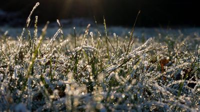 Want a green garden come spring? 5 expert tips to protect your lawn this winter