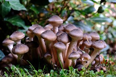 What you should do if you see wild fungi in your garden