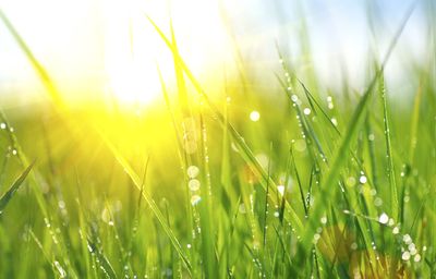 Why Morning Dew Affects Disease Rates in Fall
