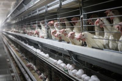Experts predict egg prices will only increase — here’s why