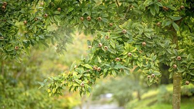 As a horticulturalist, I predict food forests are going to be the sustainable gardening trend of 2026