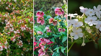 Sarah Raven shares her favourite perennials to plant in autumn for a full and flourishing garden