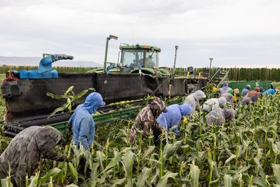 Trump's own Labor Department quietly admits his immigration crackdown risks 'supply shock-induced food shortages' and higher prices