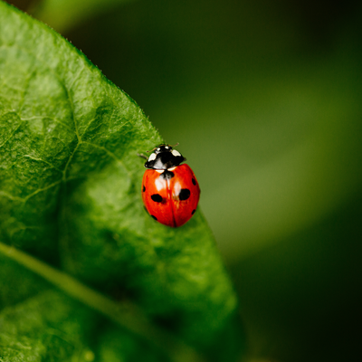 Ladybirds are swarming homes across the UK this October – these 6 scents will safely keep them outside
