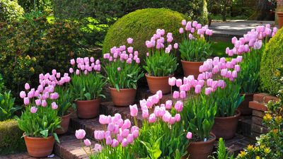 I plant these 5 bulbs every year in October for beautiful spring color
