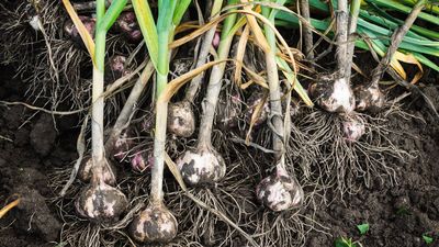 When to plant garlic — and why missing this date will affect your yield