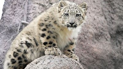 Snow leopard populations threatened by climate change and low genetic diversity