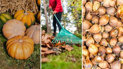 9 essential October gardening jobs: key tasks to complete now to help your garden thrive