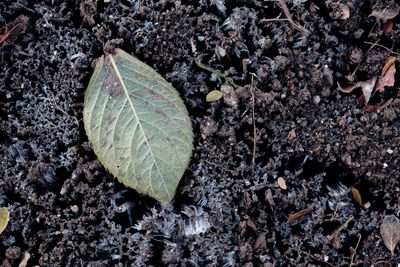 How Soil Biology Shifts After First Frost