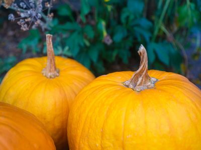 Why Pumpkins Rot Faster if Left on Vines