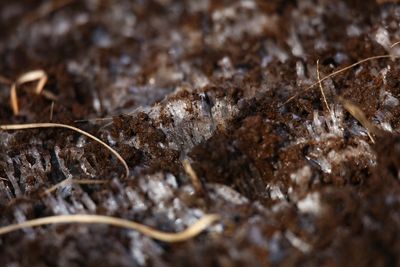 7 Native Shrubs to Plant Before the Ground Freezes