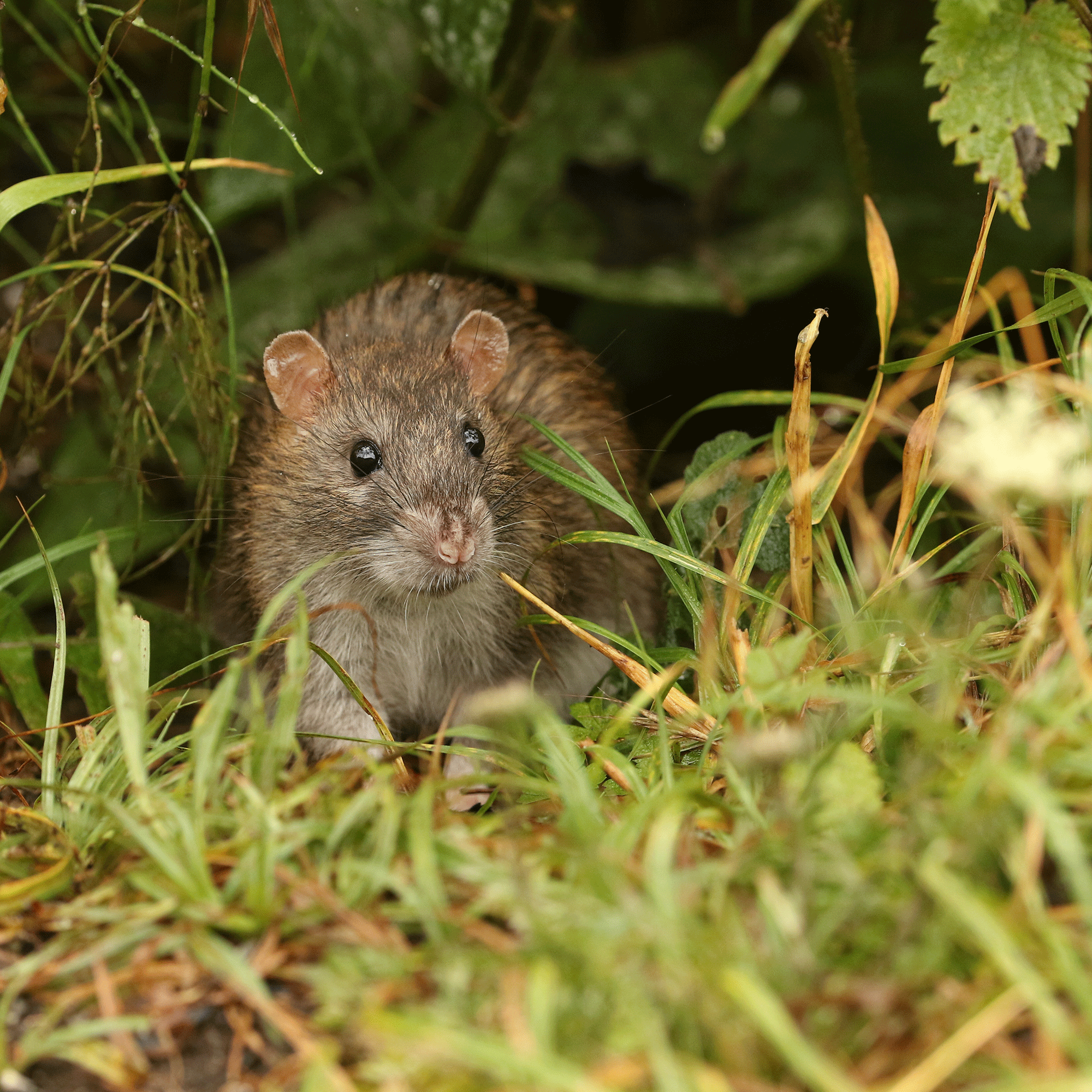 Is the UK experiencing a ‘ratmageddon’? Pest experts reveal how worried we should be about the increasing rat population