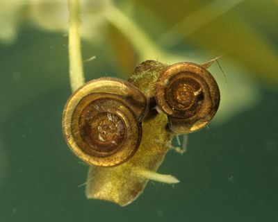The Guardian view on Labour targeting nature: the problem isn’t snails, but a broken housing model