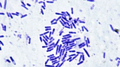 Microbes essential for human health can survive the stress of spaceflight. That's great news for astronauts