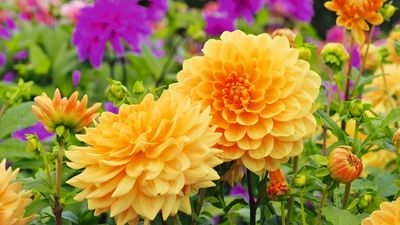 7 Tender Plants to Overwinter in October – Lift These Plants Before a Hard Frost to Guarantee Flowers Next Year
