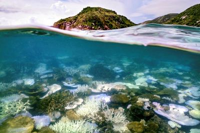Planet’s first catastrophic climate tipping point reached, report says, with coral reefs facing ‘widespread dieback’