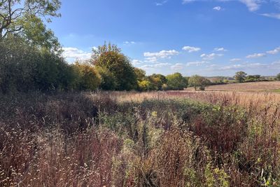 Beavers, pigs and ponies to rewild landscape in first Government-backed scheme