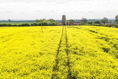 Rapeseed discovery ‘could help solve global protein demand’