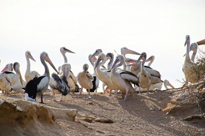Birding is a heightened state with a strange loss of self. Once you start, it’s hard to stop