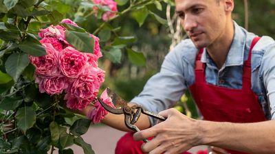 Should you prune roses in October? We ask the experts