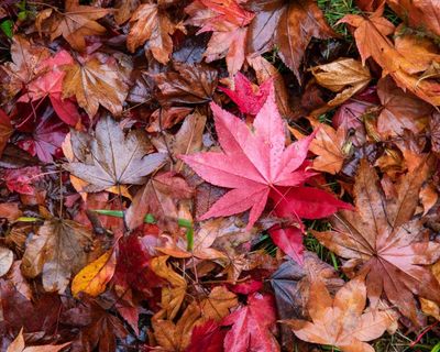 National Trust and TV wildlife expert team up on autumn nature campaign