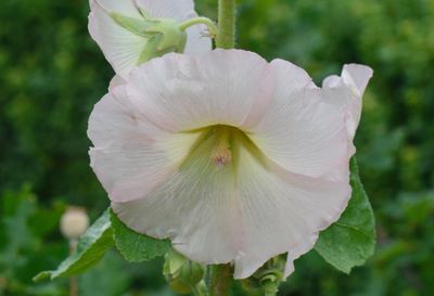 Country diary: Giants of the garden, our hollyhocks grow where they like