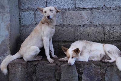Meet the woman who cares for hundreds of stray dogs abandoned on the streets