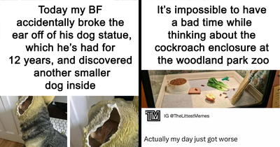 50 Hilarious Animal Memes That Might Make Your Day At Least Slightly Better