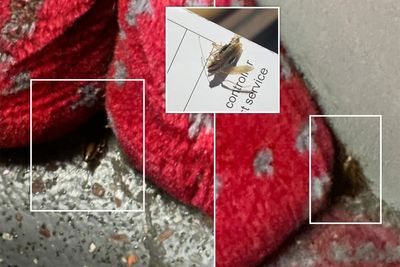 London buses are infested with cockroaches, say drivers