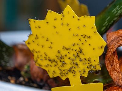 6 Genius Ways to Kill Gnats in the House