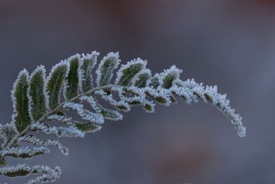 How to Harden Off Plants Before the First Frost