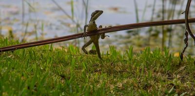 3-legged lizards can thrive against all odds, challenging assumptions about how evolution works in the wild