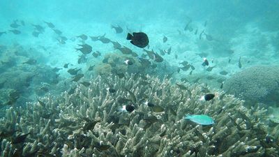 Earth reaches first catastrophic climate tipping point as coral reefs suffer ‘unprecedented dieback’