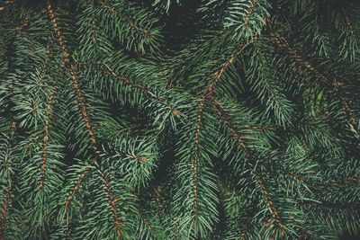 How to Use Pine Needles as Mulch Without Harming Soil