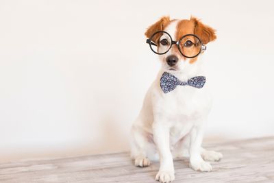 10 Smartest Dog Breeds Ranked From Genius to Average
