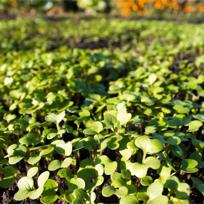 Green manures hold the key to healthy soil, bumper crops and winter protection – here's why you should sow them now